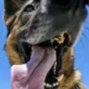 Meet your Posher, Jesse